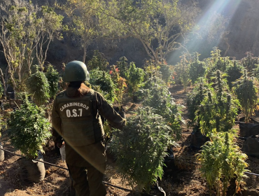 Sacan de circulación más de 1.400 plantas de cannabis desde quebrada en La Ligua