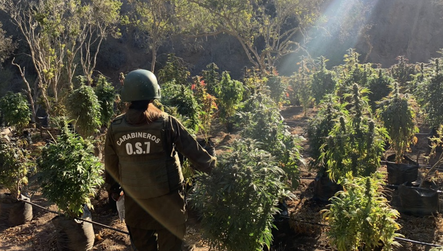 Sacan de circulación más de 1.400 plantas de cannabis desde quebrada en La Ligua