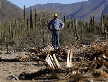 Alcaldes presionan al Gobierno para que decrete Estado de Catástrofe en cinco regiones ante la grave sequía y el déficit hídrico