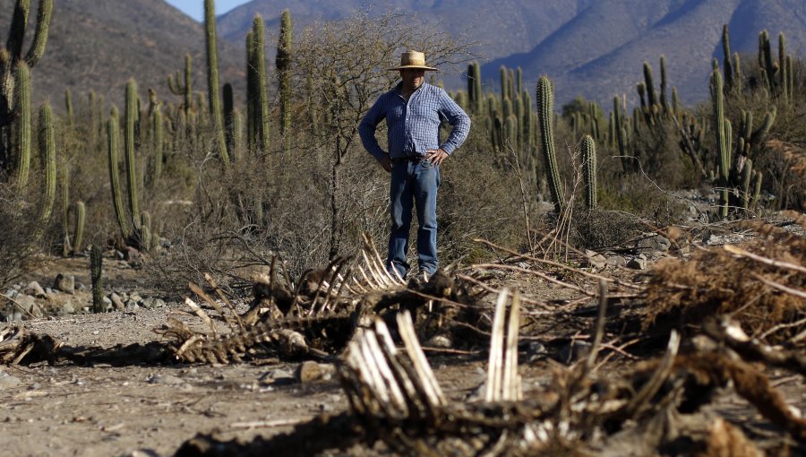 Alcaldes presionan al Gobierno para que decrete Estado de Catástrofe en cinco regiones ante la grave sequía y el déficit hídrico