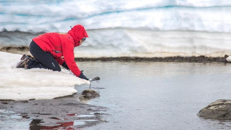 Investigadores de Valparaíso estudian el impacto de los metales en el ecosistema costero antártico
