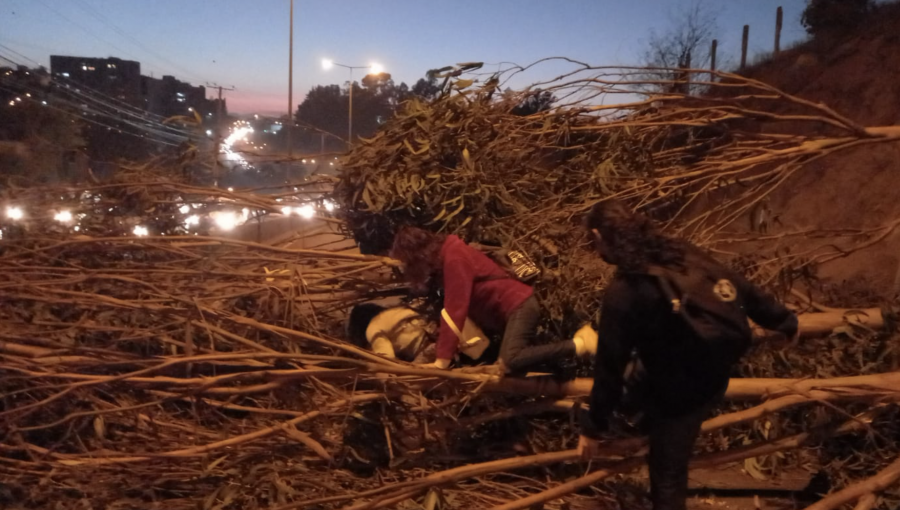 Caos en el Troncal Urbano: Encapuchados instalan barricadas y derriban dos árboles en arteria que conecta Quilpué con Viña del Mar