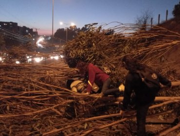 Caos en el Troncal Urbano: Encapuchados instalan barricadas y derriban dos árboles en arteria que conecta Quilpué con Viña del Mar
