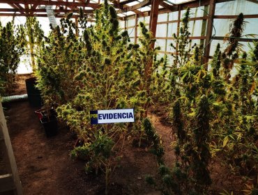 Incautan más de 100 plantas de marihuana desde una parcela de Zapallar: operativo dejó un detenido