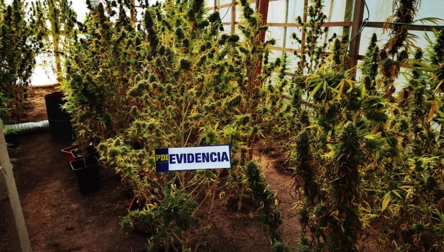 Incautan más de 100 plantas de marihuana desde una parcela de Zapallar: operativo dejó un detenido