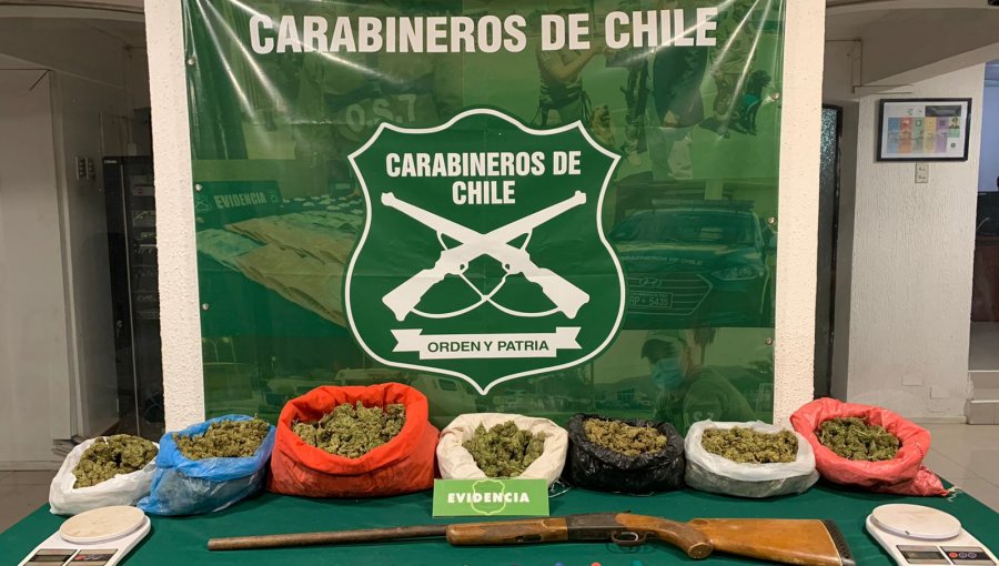 Incautan más de 19 kilos de marihuana y 453 plantas de cannabis desde una casa en Petorca