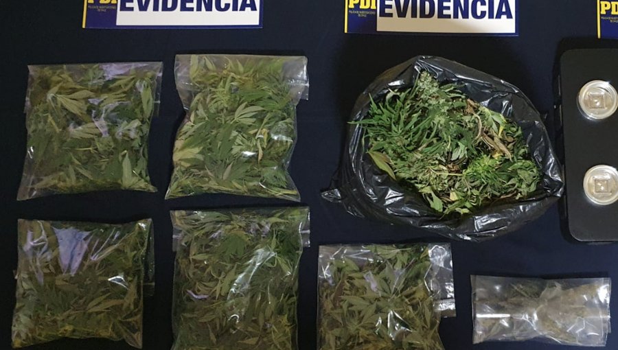 Detienen a cuatro personas por venta de drogas en Zapallar: tenían 3 kilos de marihuana y dos plantas de cannabis