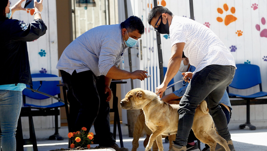 Solicitan al Gobierno Regional de Valparaíso que incorpore a organizaciones animalistas al fondo concursable del 7%