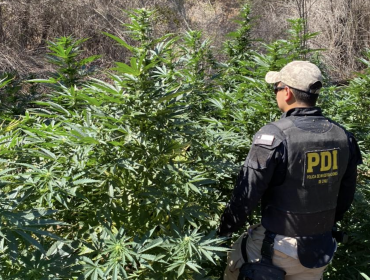 Detectan en Quillota una plantación de marihuana asociada a banda investigada por secuestro de joven en San Antonio