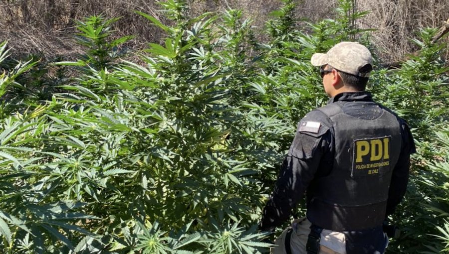 Detectan en Quillota una plantación de marihuana asociada a banda investigada por secuestro de joven en San Antonio
