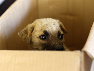 Municipio se querella tras denuncias de faenamiento de perros y gatos en Pedro Aguirre Cerda