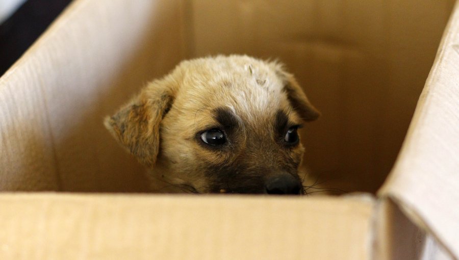 Municipio se querella tras denuncias de faenamiento de perros y gatos en Pedro Aguirre Cerda