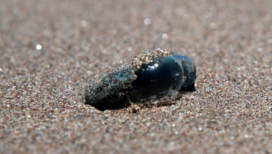 Tras detectar la presencia de fragata portuguesa: decretan la prohibición de baño desde el sector 1 al 5 de la playa de Reñaca