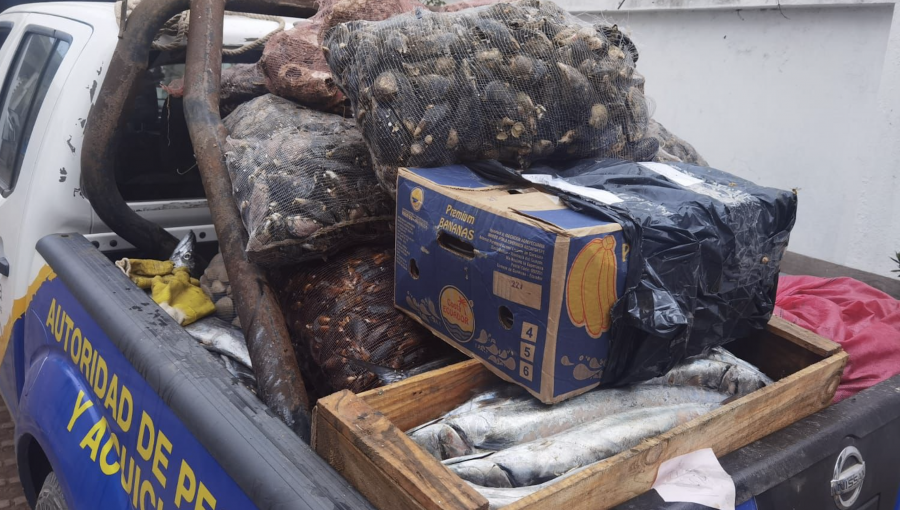 Decomisan una tonelada y media de pescados y moluscos durante una fiscalización en ruta San Antonio - Santiago