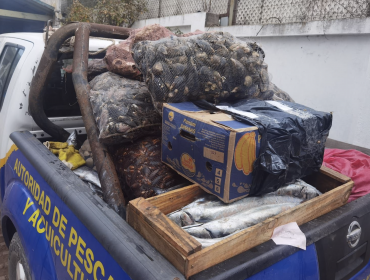 Decomisan una tonelada y media de pescados y moluscos durante una fiscalización en ruta San Antonio - Santiago