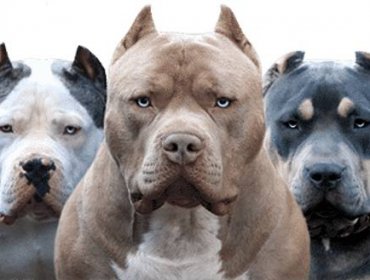 Dueño de perro Pitbull quedó bajo arresto luego que su mascota atacará violentamente a un adulto mayor