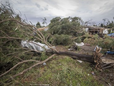 Temporal provocó caída de árboles y cortes de luz entre La Araucanía y Los Lagos
