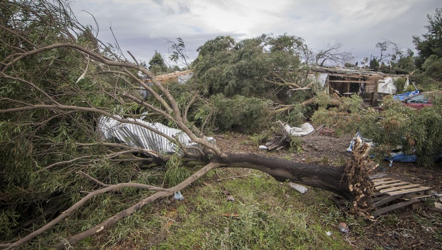 Temporal provocó caída de árboles y cortes de luz entre La Araucanía y Los Lagos
