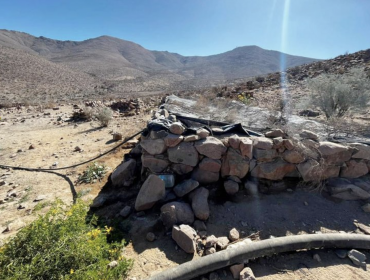 Más de 1.100 plantas de marihuana fueron decomisadas en pleno desierto de Atacama