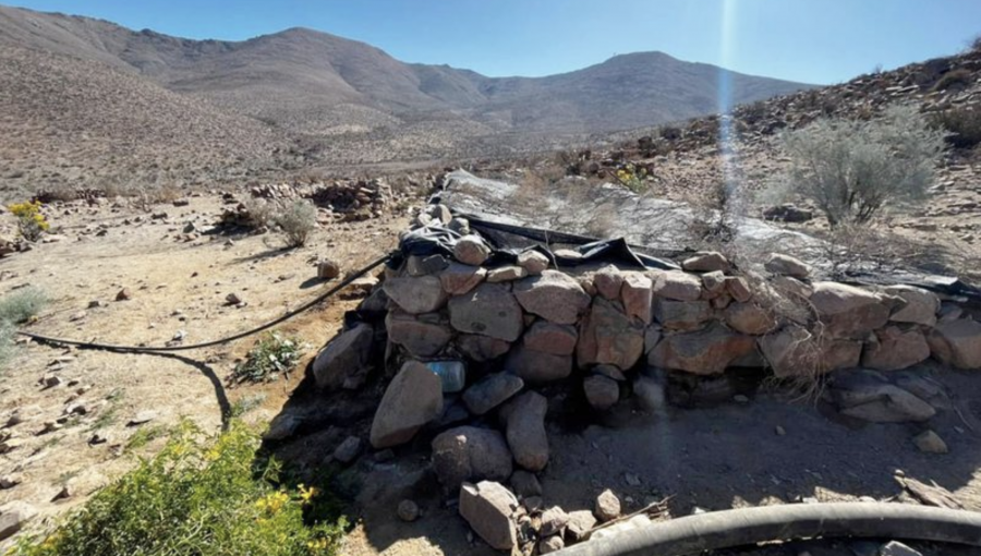 Más de 1.100 plantas de marihuana fueron decomisadas en pleno desierto de Atacama