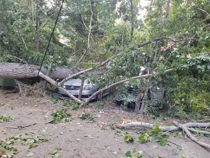 Una persona falleció tras la caída de un árbol sobre el tendido eléctrico que posteriormente impactó sobre su vehículo en Villarrica