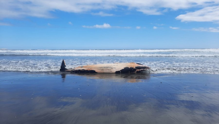 Una ballena de bryde varó muerta en la playa de Ritoque en Quintero: cetáceo es difícil de avistar en Chile