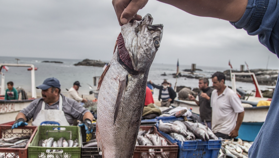 Denuncian pesca ilegal recreativa en caletas de la zona norte de la región de Valparaíso