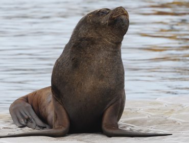 Arica: Dos colombianos y dos venezolanos son detenidos tras ser sorprendidos asando a un lobo marino