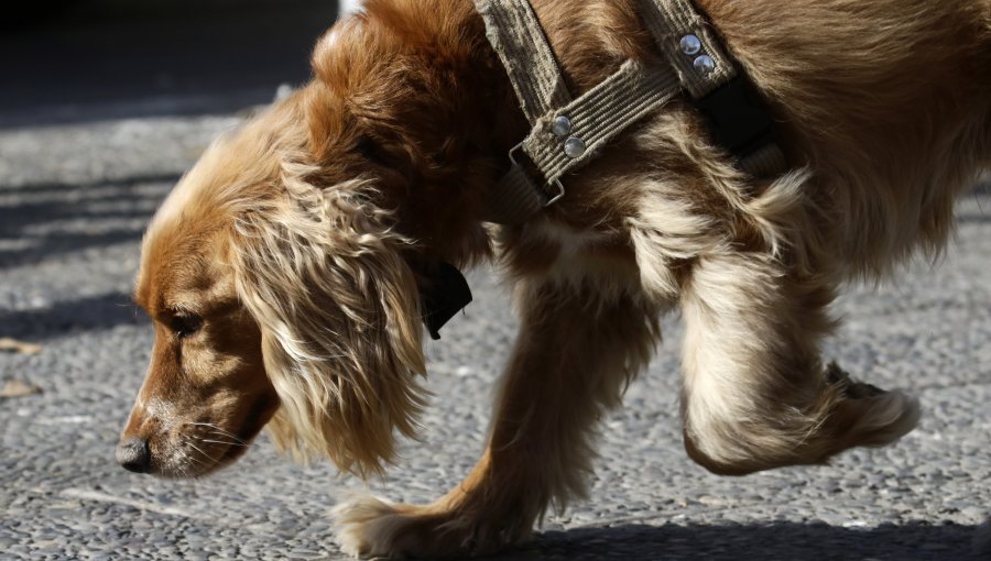 Denuncian envenenamiento masivo de 18 perros en Quinta de Tilcoco: 15 murieron y tres agonizan