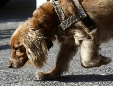 Denuncian envenenamiento masivo de 18 perros en Quinta de Tilcoco: 15 murieron y tres agonizan