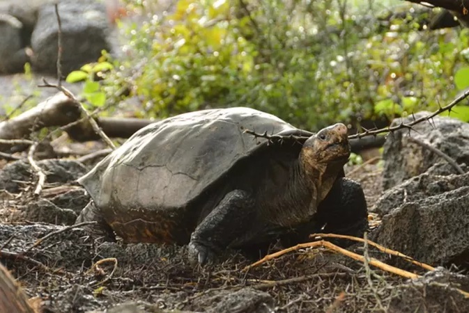 Confirman que Fernanda, la tortuga de Galápagos, pertenece a una especie que se creía extinguida hace más de cien años