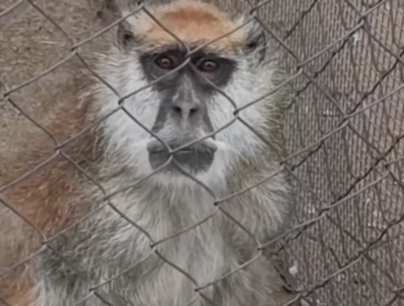 Por maltrato animal, presentan denuncia contra zoológico de La Serena: acusan abandono y precarias condiciones