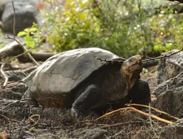 Confirman que Fernanda, la tortuga de Galápagos, pertenece a una especie que se creía extinguida hace más de cien años