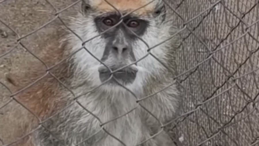 Por maltrato animal, presentan denuncia contra zoológico de La Serena: acusan abandono y precarias condiciones
