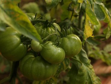 Por primera vez se cosechará tomate limachino durante la temporada de invierno