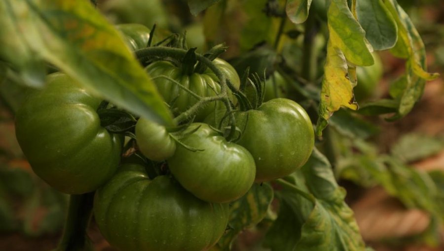 Por primera vez se cosechará tomate limachino durante la temporada de invierno
