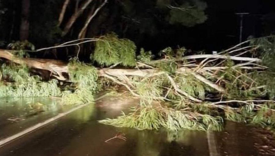 Reportan diversos cortes de ruta y quema de vehículos en La Araucanía: árboles fueron utilizados como barricadas