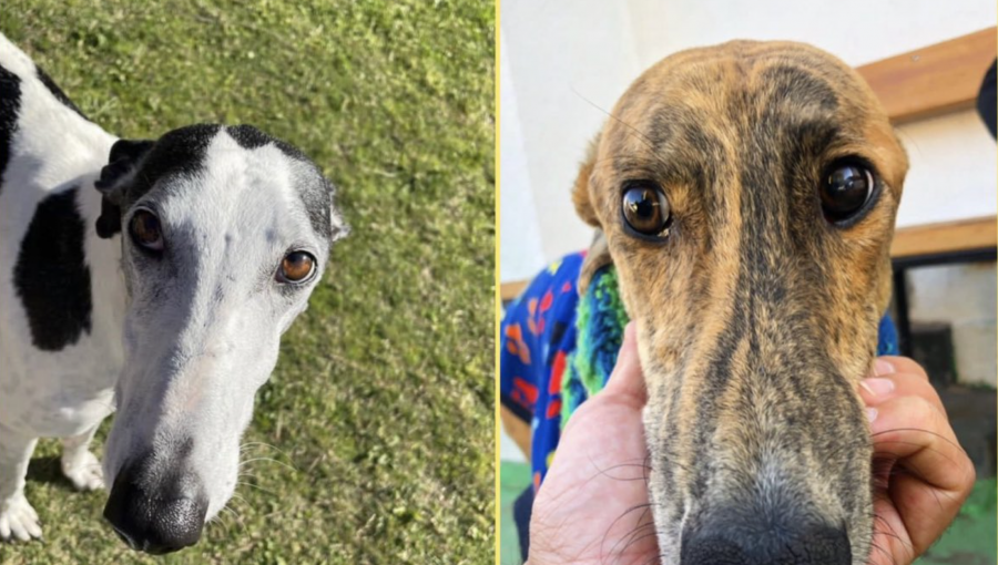 Logran rescatar a perros galgos que fueron robados durante encerrona en La Cisterna