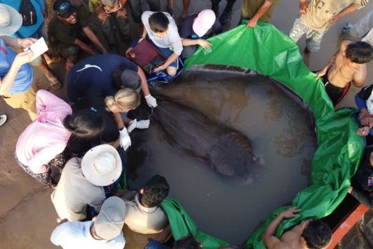 Descubren en Camboya el pez de agua dulce más grande del mundo: una raya de 300 kilos