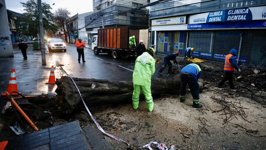 Árbol cae sobre el pavimento en la transitada y céntrica calle Von Schroeders de Viña del Mar: reportan alta congestión en la zona