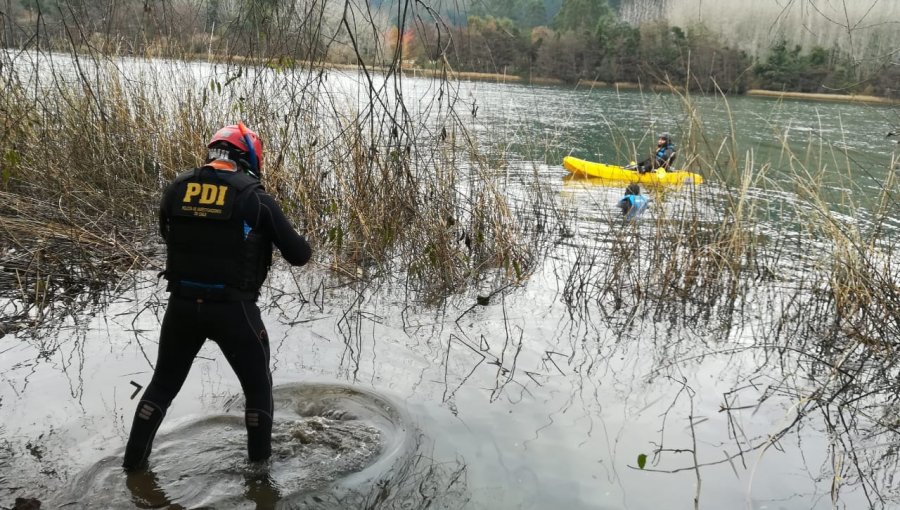 Feroz ataque sufren cisnes de cuello negro en Valdivia: Al menos 22 ejemplares fueron encontrado muertos