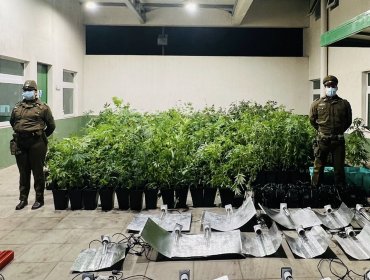Mujer que llamó a Carabineros para denunciar un robo terminó detenida por cultivo de 767 plantas de marihuana en Quintero