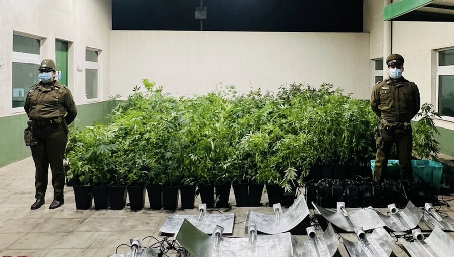 Mujer que llamó a Carabineros para denunciar un robo terminó detenida por cultivo de 767 plantas de marihuana en Quintero