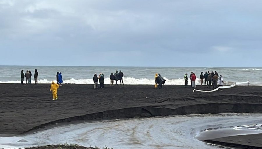 Intenso operativo de búsqueda de mujer que cayó al mar cuando paseaba con sus hijos en Pelluhue