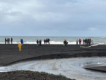 Intenso operativo de búsqueda de mujer que cayó al mar cuando paseaba con sus hijos en Pelluhue