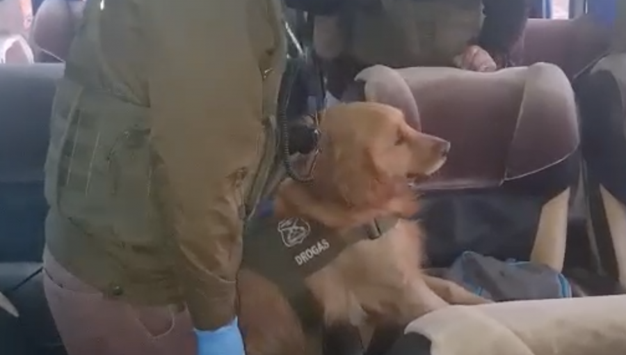 Perro detector de drogas permitió incautar más de 10 mil dosis de cocaína en bus con rumbo a San Felipe