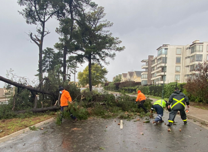 Viento no da respiro a sector de Bosques de Montemar en Concón: Corte de luz, caída de árboles y letreros publicitarios