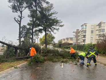 Viento no da respiro a sector de Bosques de Montemar en Concón: Corte de luz, caída de árboles y letreros publicitarios