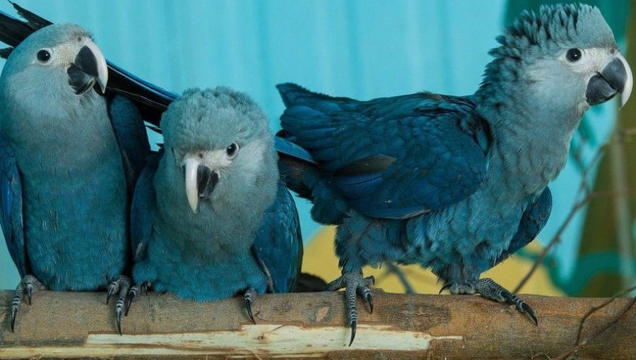 Las guacamayas azules que fueron salvadas de la extinción después de inspirar la película «Río»