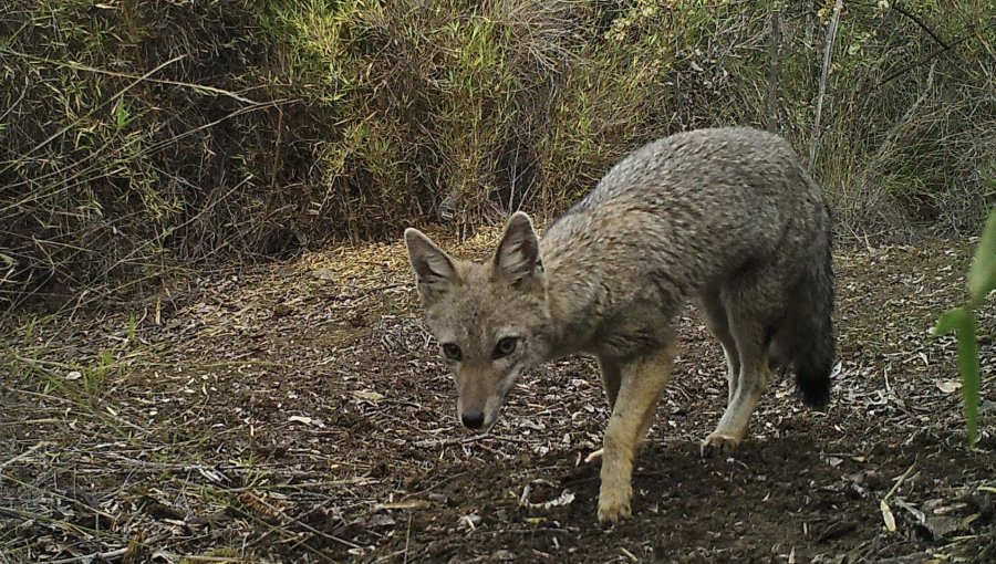 Captan más de 16 mil fotografías de la vida silvestre del Parque Nacional La Campana con cámaras trampa